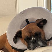 Boronia, Victoria, Australia