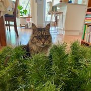 Earlwood, New South Wales, Australia