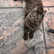 Bellambi, New South Wales, Australia