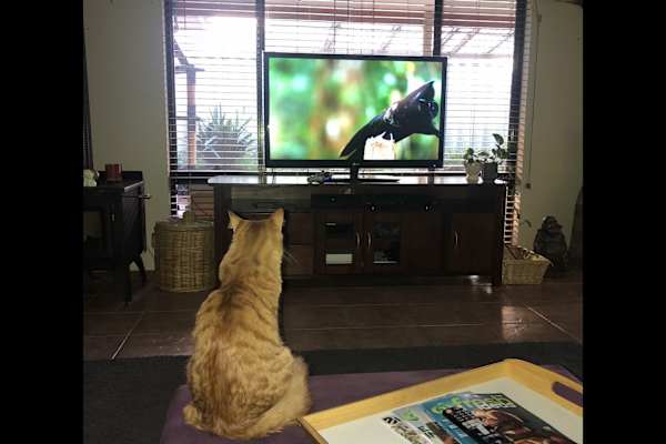 Mandurah, Western Australia, Australia