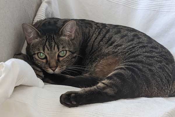 Vienna, Vienna, Austria