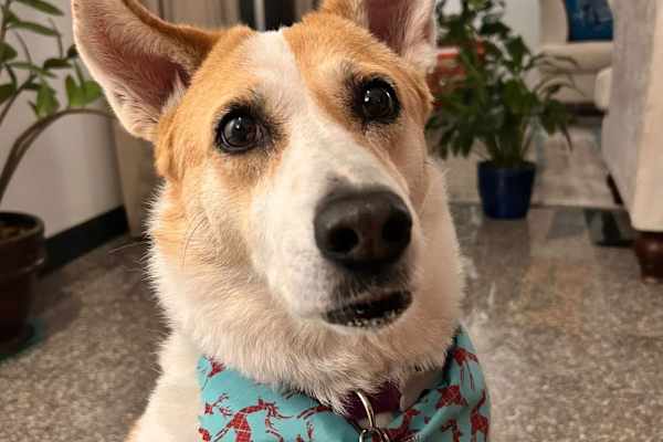 Muscat, Muhafazat Masqat, Oman