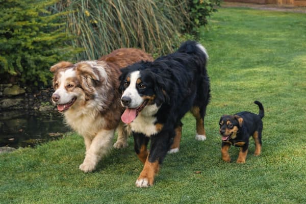 Newbridge, Connaught, Ireland