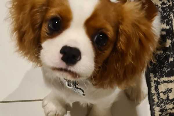 Peregian Springs, Queensland, Australia