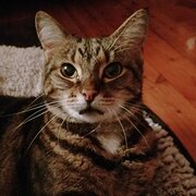 Wyoming, New South Wales, Australia