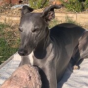 White Hills- Bendigo, Victoria, Australia