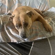 Gin Gin, Queensland, Australia