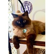 Robertson, Queensland, Australia