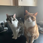 Larkfield, South East England, UK