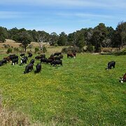 Forest, Tasmania, Australia