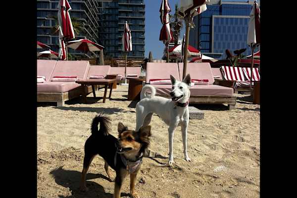 Dubai, Dubai, United Arab Emirates