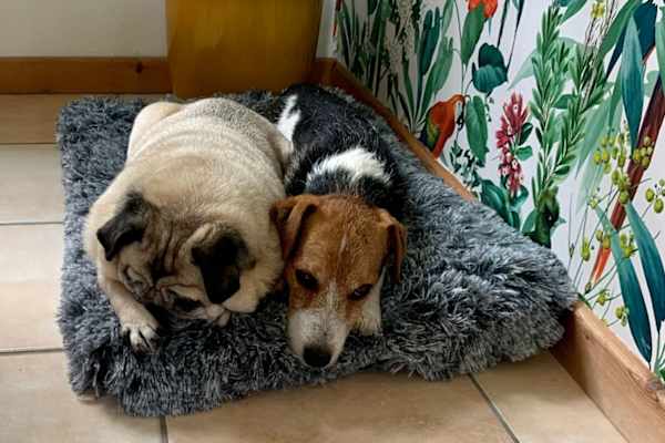 Llandeilo, Wales, United Kingdom