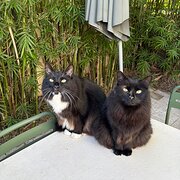 Coconut Grove, Northern Territory, Australia