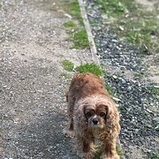 Cooranbong, New South Wales, Australia