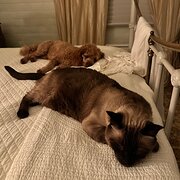 Casino, New South Wales, Australia