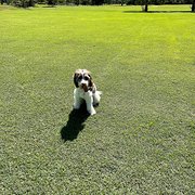 Indooroopilly, Queensland, Australia