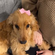 Carrick, Tasmania, Australia