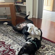 Holder, Australian Capital Territory, Australia