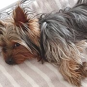 Roseworthy, South Australia, Australia