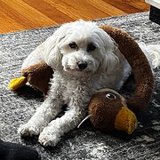 Morphetville, South Australia, Australia