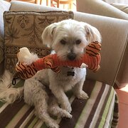 Colonel Light Gardens, South Australia, Australia