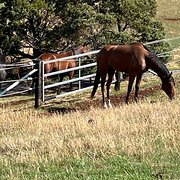 Deloraine, Tasmania, Australia