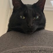 Glen Huon, Tasmania, Australia