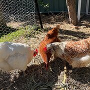 Kambah, Australian Capital Territory, Australia