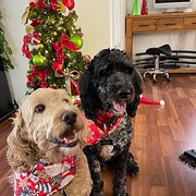 Roxby Downs, South Australia, Australia