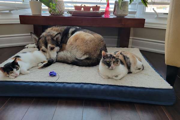 Cambridge, Ontario, Canada