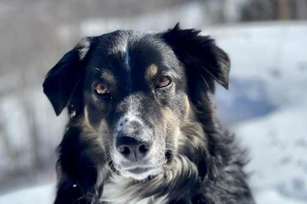 Collingwood, Ontario, Canada
