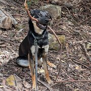 West Moonah, Tasmania, Australia