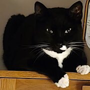 Norwood, South Australia, Australia