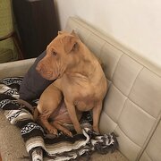 Reservoir, Victoria, Australia