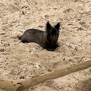Ascot Park, South Australia, Australia