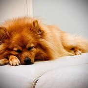 Eleebana, New South Wales, Australia