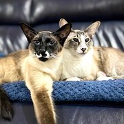 Urraween, Queensland, Australia