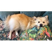 Ferny Hills, Queensland, Australia