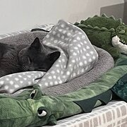 Paddington, Queensland, Australia