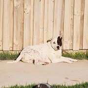 Warner, Queensland, Australia