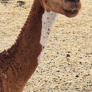 Yattalunga, South Australia, Australia