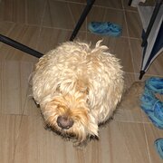 Kahibah, New South Wales, Australia