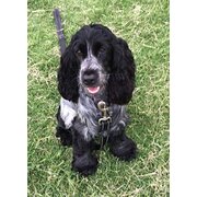 Earlwood, New South Wales, Australia