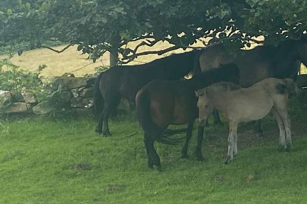 Newton Abbot, England, United Kingdom