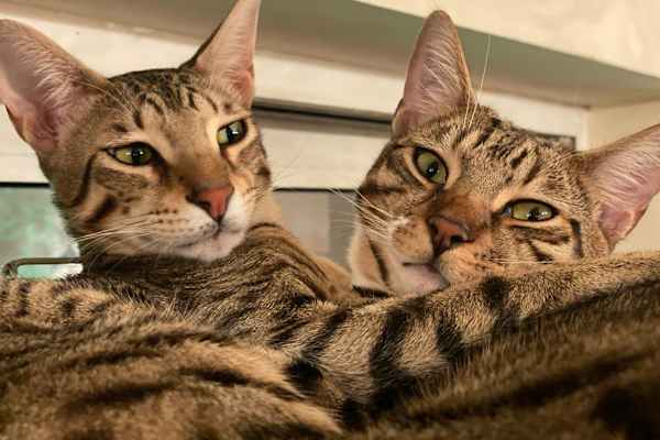 Barnes, England, United Kingdom