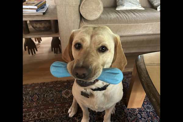 Corte Madera, California, United States