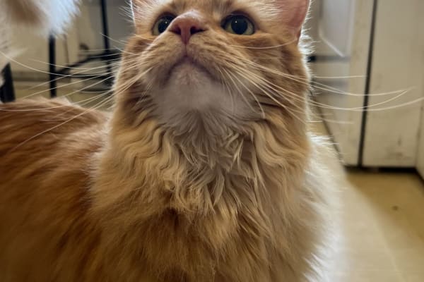 Hochelaga-Maisonneuve, Quebec, Canada