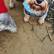 Dawlish, South West England, UK