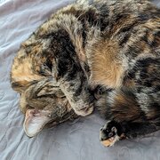 Sanctuary Point, New South Wales, Australia