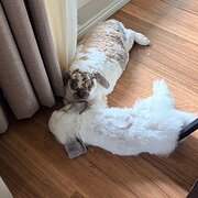 Sancrox, New South Wales, Australia